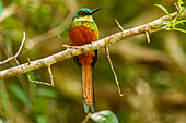 Caribbean, Tobago. Rufous-tailed jacamar bird on limb