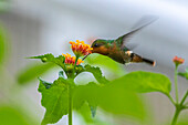 Caribbean, Trinidad, Asa Wright Nature Center. Female tufted coquette hummingbird feeding