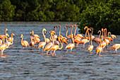 Caribbean, Trinidad, Caroni Swamp. American greater flamingoes in water