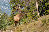 Kanada, Alberta, Jasper-Nationalpark. Elchbulle auf einem Berg