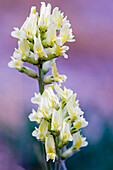 Kanada, Alberta, Jasper-Nationalpark. Weiße und gelbe Locoweed-Blüten.