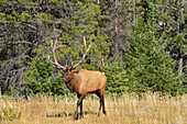 Kanada, Alberta, Jasper-Nationalpark. Männlicher Elch im Gehen.