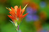 Kanada, Britisch-Kolumbien, Valemount. Blüte der Indischen Malerbürste in Nahaufnahme.