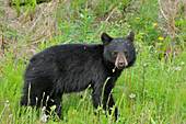 Kanada, Britisch-Kolumbien, Whistler. Amerikanisches Schwarzbärenjunges, Nahaufnahme.