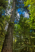 Tall and ancient douglas fir tree in MacMillan Provincial Park Cathedral Grove near Parksville, British Columbia, Canada