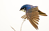 George Reifel Migratory Bird Sanctuary, BC, Canada. Tree swallow stretching wings.