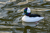 Canada, Vancouver. Bufflehead in Reifel Bird Sanctuary.