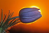 Canada, Manitoba, Winnipeg. Prairie crocus backlit at sunrise.