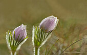 Canada, Manitoba, Winnipeg. Close-up of prairie crocus flowers.