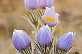 Canada, Manitoba. Prairie crocus flowers close-up.