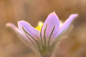 Canada, Manitoba, Libau. Prairie crocus flower close-up.