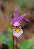 Kanada, Manitoba, Agassiz Provincial Forest. Calypso-Orchidee, Nahaufnahme.