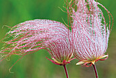 Canada, Manitoba, Birds Hill Provincial Park. Three-flowered avens close-up.