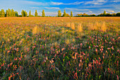 Canada, Manitoba, Birds Hill Provincial Park. Three-flowered avens flowers and seed heads in field at sunset.