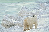 Kanada, Manitoba, Churchill. Eisbär auf felsiger, gefrorener Tundra.