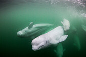Canada, Manitoba, Churchill, Underwater view of young Beluga Whale calf swimming with mother and pod near mouth of Hudson Bay