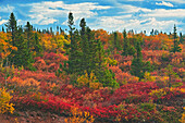 Canada, Nova Scotia, Cape Breton Island. Forest in autumn foliage