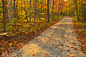 Kanada, Ontario, Bruce Peninsula National Park. Herbst auf dem Bruce Trail