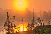 Kanada, Ontario, Torrance Barrens Dark-Sky Schutzgebiet. Nebliger Sonnenaufgang im Wald