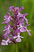 Kanada, Ontario, Bruce-Halbinsel-Nationalpark. Kleine lila gefranste Orchideen aus der Nähe.