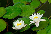 Canada, Ontario, Whitefish. American white water lily flower and pads.