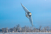 Kanada, Ontario, Barrie. Weibliche Schneeeule im Flug. Digitales Komposit.