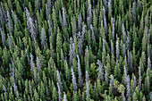 Kanada, Yukon, Kluane National Park. Mischung aus lebenden und toten Weißfichten.