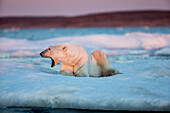 Kanada, Nunavut-Territorium, Ausgewachsener männlicher Eisbär (Ursus maritimus) gähnt, während er auf dem treibenden Packeis in der Nähe der Mündung der Wager Bay und des Ukkusiksalik-Nationalparks ruht (Großformat verfügbar)