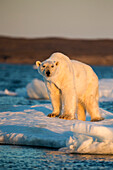 Canada, Nunavut Territory, Adult male Polar Bear (Ursus maritimus) standing at edge of drifting pack ice near mouth of Wager Bay and Ukkusiksalik National Park