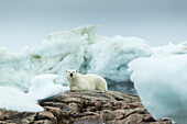 Canada, Nunavut Territory, Repulse Bay, Polar Bear (Ursus maritimus) resting on rocky shoreline of Harbor Islands