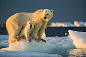 Canada, Nunavut Territory, Repulse Bay, Polar Bear Cub (Ursus maritimus) beneath mother while standing on sea ice near Harbor Islands