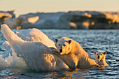 Canada, Nunavut Territory, Repulse Bay, Polar Bear and young cub (Ursus maritimus) cling to melting sea ice at sunset near Harbor Islands