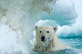 Canada, Nunavut Territory, Repulse Bay, Polar Bear (Ursus maritimus) swimming through melting sea ice near Harbor Islands