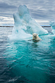 Kanada, Nunavut-Territorium, Repulse Bay, Eisbär (Ursus maritimus) schwimmt neben schmelzendem Eisberg in der Nähe des Polarkreises in der Hudson Bay