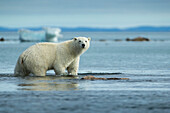 Kanada, Nunavut Territorium, Repulse Bay, Eisbär (Ursus maritimus) spaziert entlang der felsigen Küste der Hudson Bay nahe dem Polarkreis