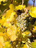 Weinberge in der Nähe des Dorfes Spitz in der Wachau. Die Wachau ist ein berühmtes Weinbaugebiet und gehört als Kulturlandschaft Wachau zum UNESCO-Welterbe. Österreich (Großformate verfügbar)