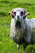 Schafe auf den Färöer Inseln, Dänemark