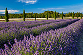 Rows of lavender, Provence, France