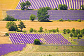 France, Provence, Sault Plateau. Overview of lavender crop patterns and wheat fields