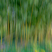 France, Giverny. Abstract of bamboo forest in Monet's Garden