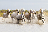 Frankreich, Die Camargue, Saintes-Maries-de-la-Mer, Camargue-Pferde, Equus ferus caballus camarguensis. Eine Gruppe von Camargue-Pferden läuft durch sumpfiges Wasser.