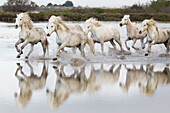 Frankreich, Die Camargue, Saintes-Maries-de-la-Mer, Camargue-Pferde, Equus ferus caballus camarguensis. Gruppe von Camargue-Pferden, die durch das Wasser laufen, mit Spiegelungen.