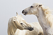 Frankreich, Die Camargue, Saintes-Maries-de-la-Mer, Camargue-Pferde, Equus ferus caballus camarguensis. Zwei Camargue-Hengste interagieren.