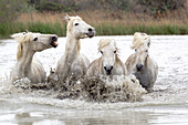 Frankreich, Die Camargue, Saintes-Maries-de-la-Mer, Camargue-Pferde, Equus ferus caballus camarguensis. Camargue-Pferde laufen durch tiefes Wasser.