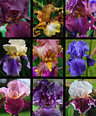 Posters of irises shot in Aquitaine province of France after a rain.