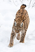 Eurasischer Luchs (Lynx lynx ) im Winter im Nationalpark Bayerischer Wald. Bayern, Deutschland.