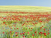 Feld mit Mohn- und Kornblumen in der Usedomer Schweiz auf der Insel Usedom. Deutschland, Mecklenburg Vorpommern