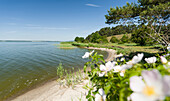 Landschaft bei Gnitz im Naturschutzgebiet Weißer Berg auf der Insel Usedom. Deutschland, Mecklenburg-Vorpommern