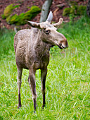 Elch, in Nordamerika auch Elch genannt (Alces alces). Nationalpark Bayerischer Wald, Umzäunung. Europa, Deutschland, Bayern