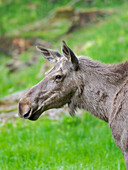 Moose or Elk. Enclosure in the Bavarian Forest National Park, Germany, Bavaria